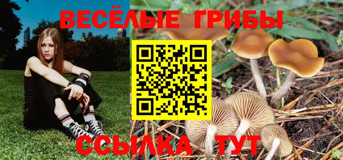 Псилоцибиновые грибы мицелий Ростов Великий